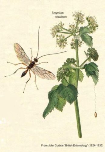 Smyrnium olusatrum - Смирна, конская петрушка, кровочистная трава